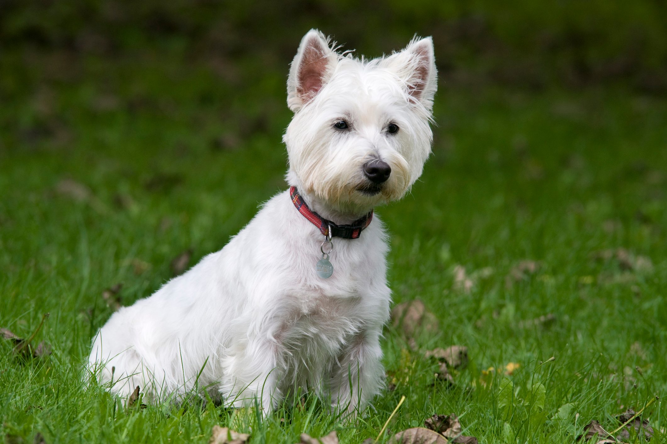 West Highland White Terrier Dog, UK, sitting in garden