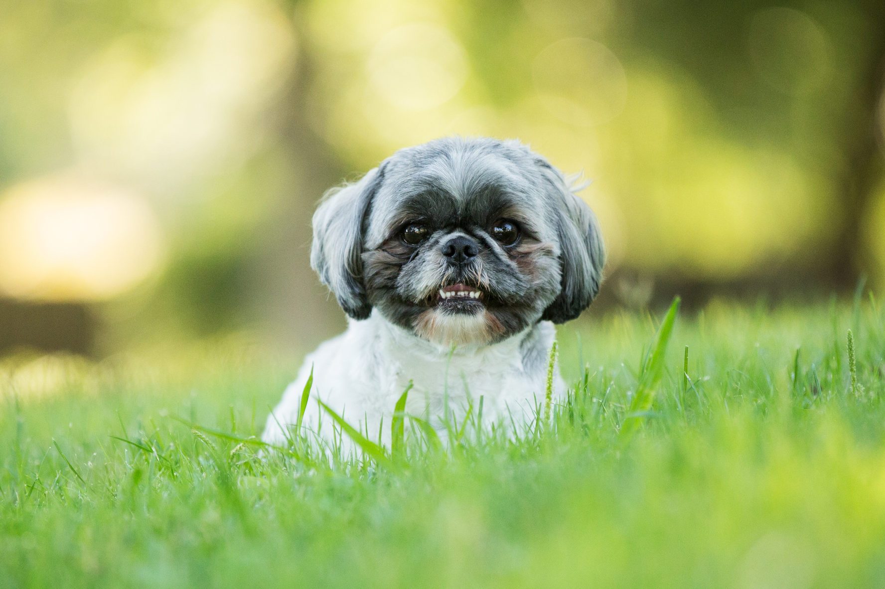 shih tzu dog laying down outdoors