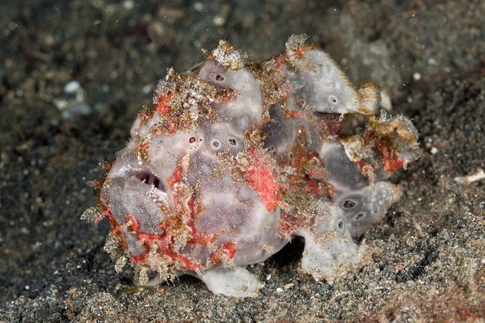 Warty Frogfish, Antennarius maculatus, Lembeh Strait, North Sulawesi, Indonesia
