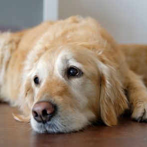 Tired Golden Retriever lying on wooden floor