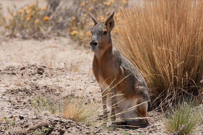 Patagonian Mara (Dolichotis Patagonum), Peninsula Valdes, Chubut, Argentina