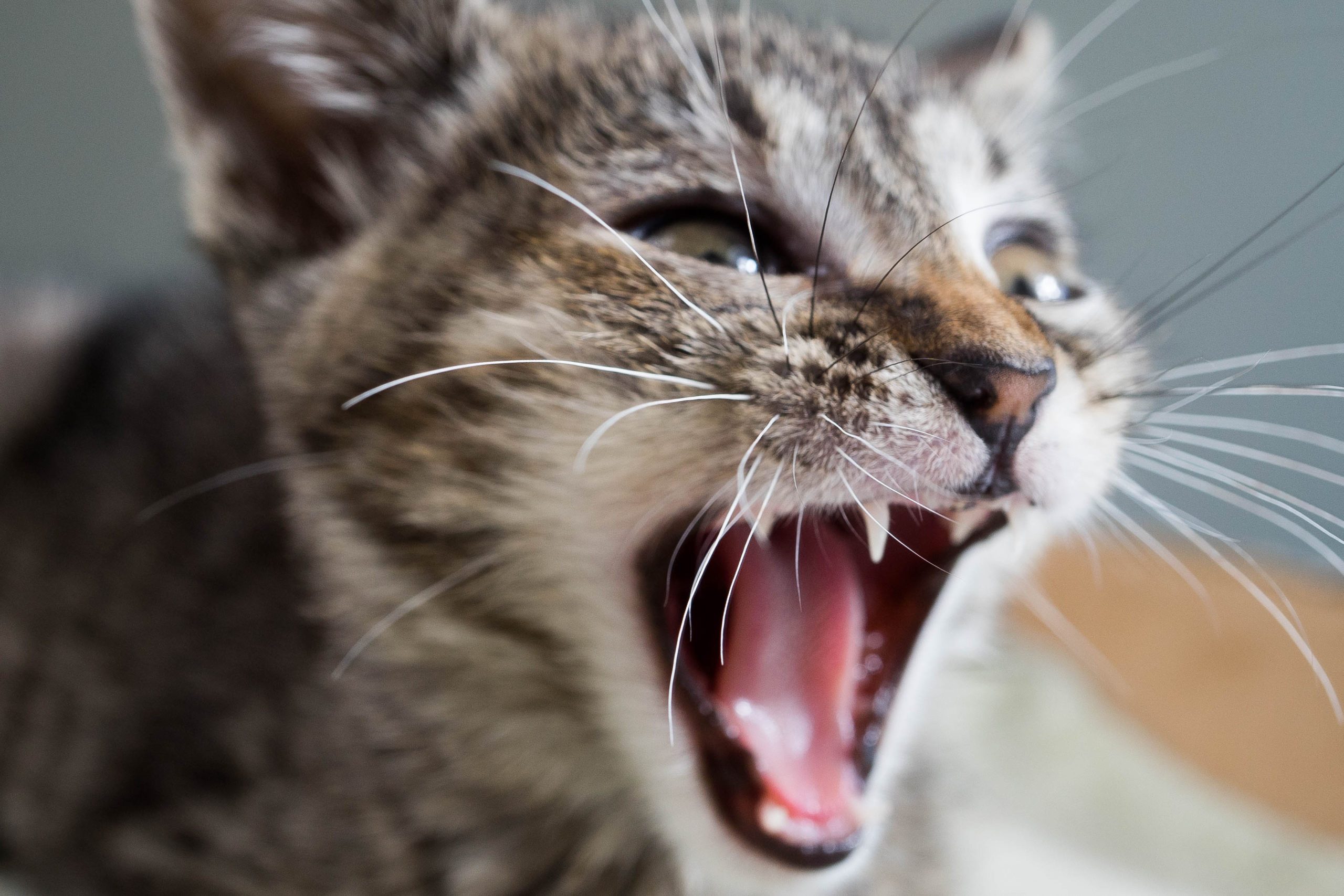 Close-up Of Cat Meowing At Home