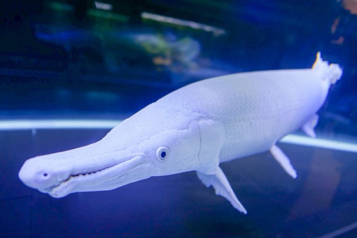 Platinum Alligator Gar Swimming