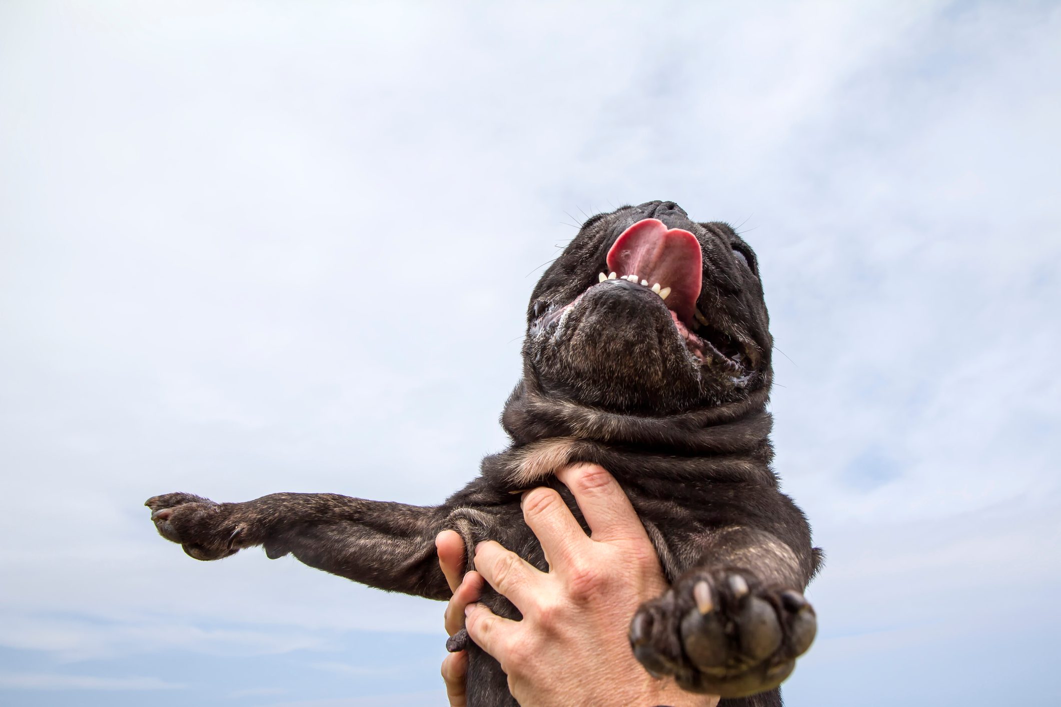 Dog owner holds his dog tired by heat