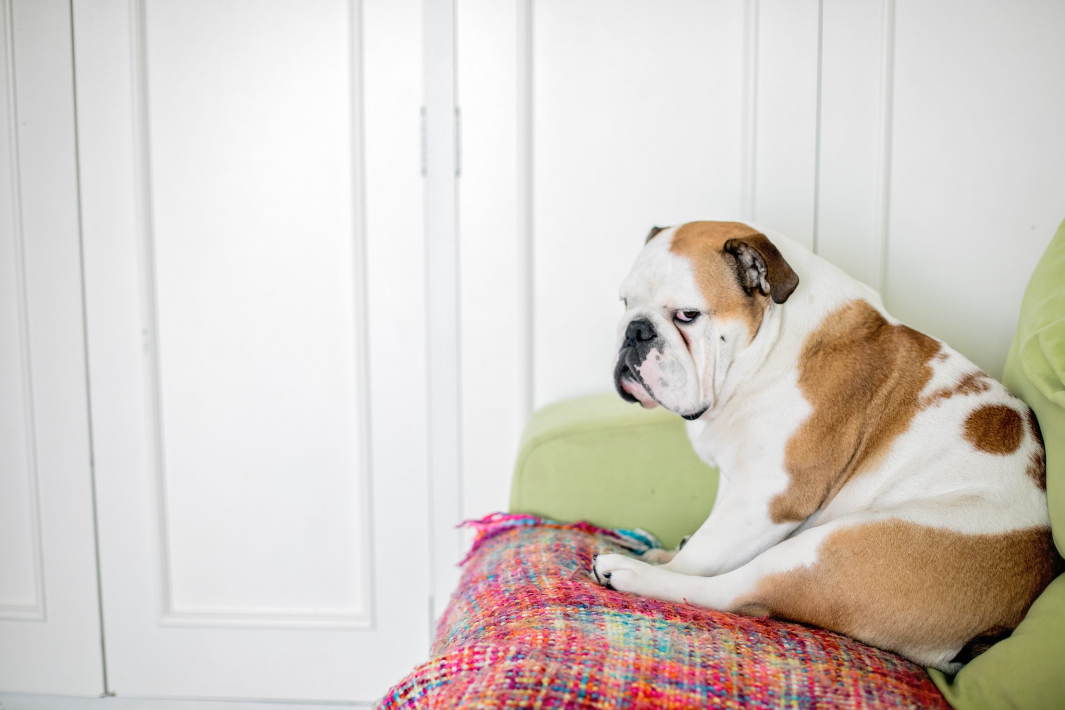 Close-Up Of english bulldog sleeping on sofa