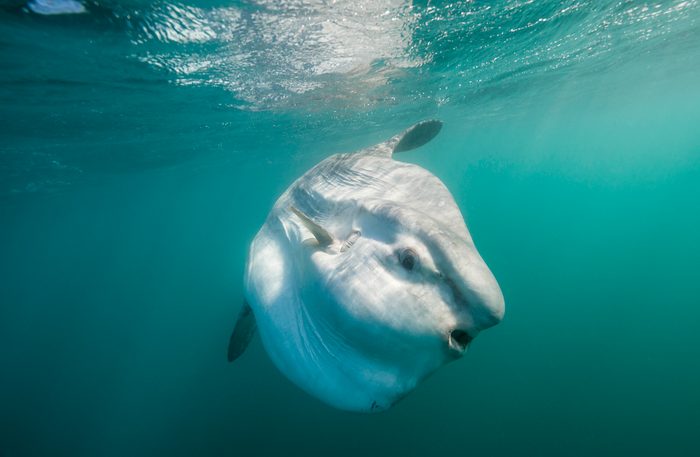 Oceanic sun fish swimming near the surface, east coast South Africa.