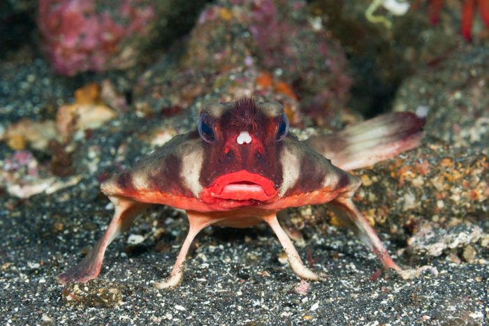 Red-lipped Batfish, Ogcocephalus darwini, Cabo Douglas, Fernandina Island, Galapagos, Ecuador