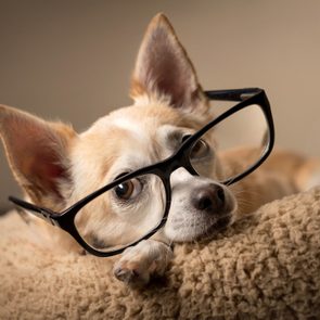 Chihuahua wearing reading glasses