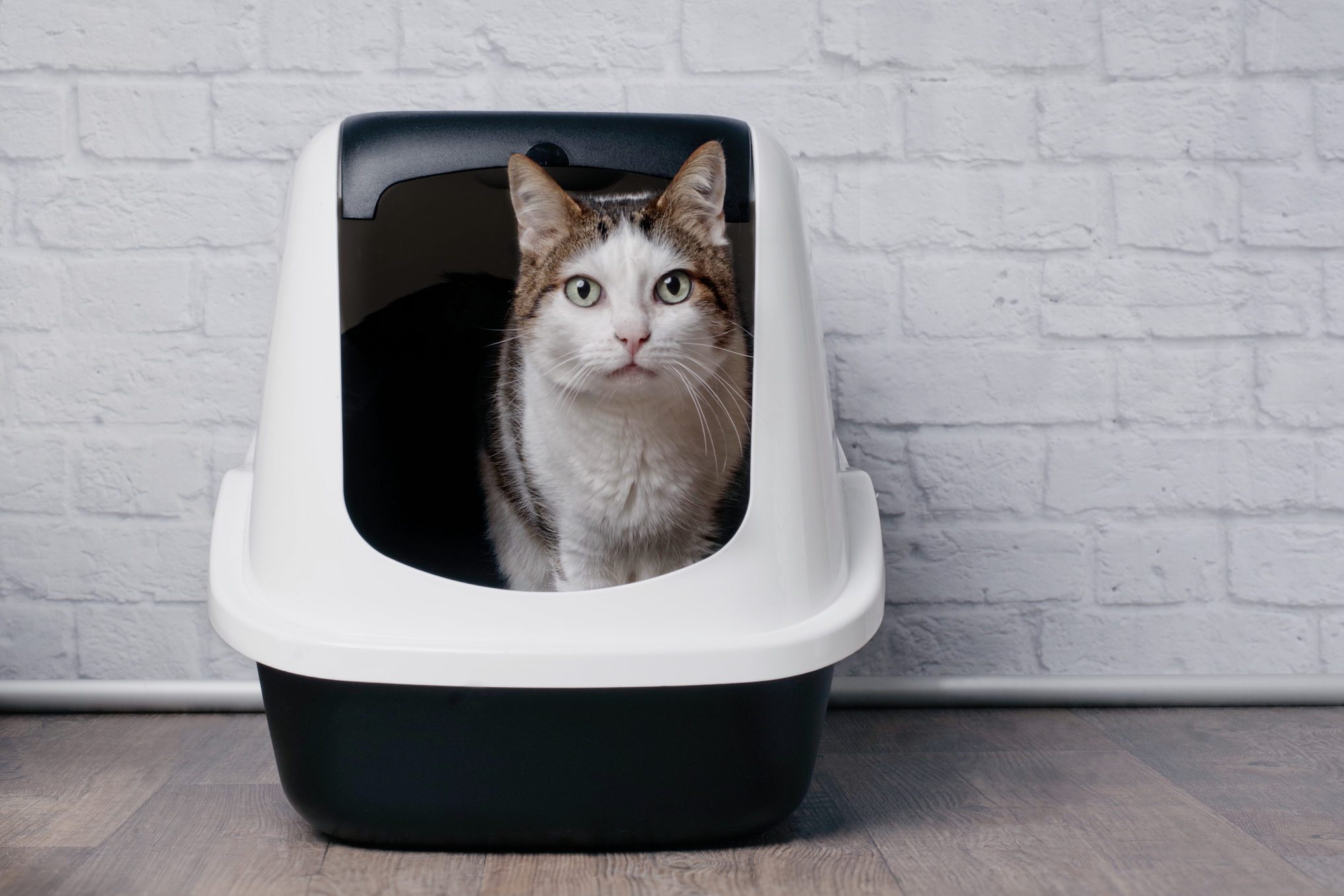 Tabby cat sitting in a litter box and look to the camera.