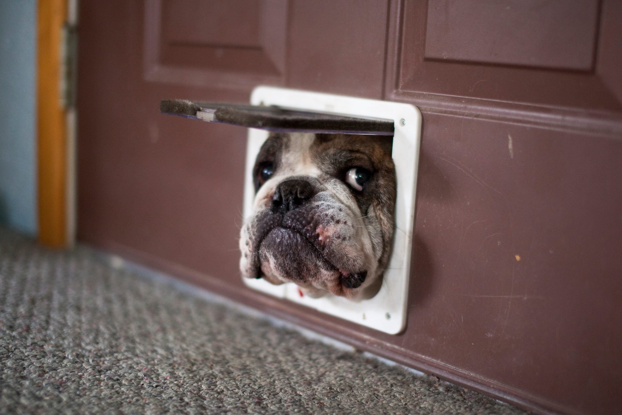 Bulldog trying to get through a cat door