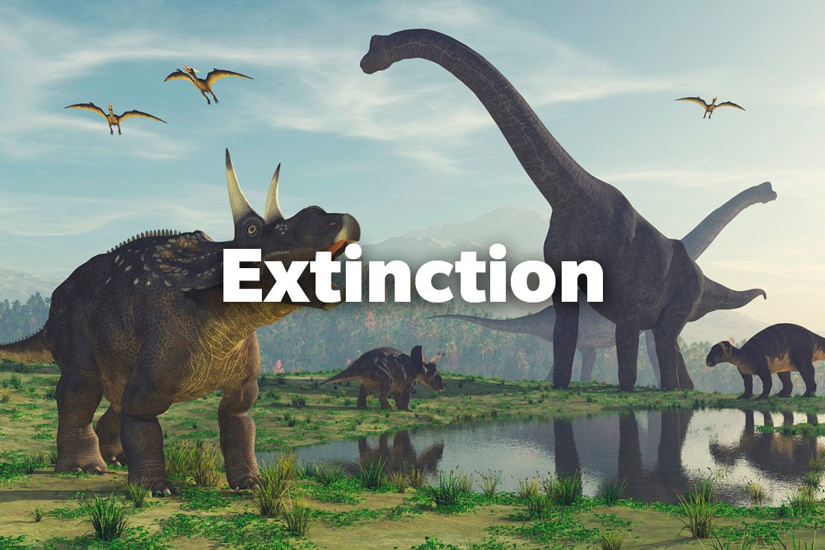 Extinction