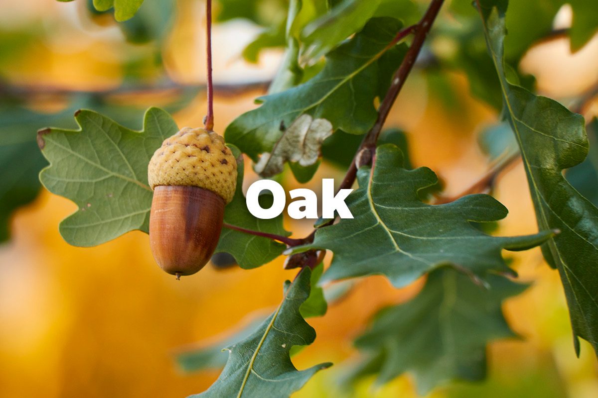 Oak