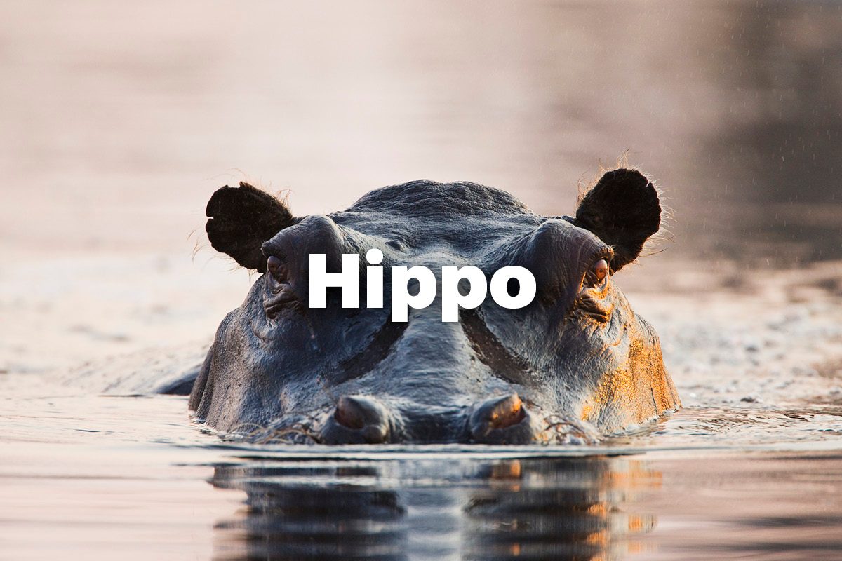 Hippo