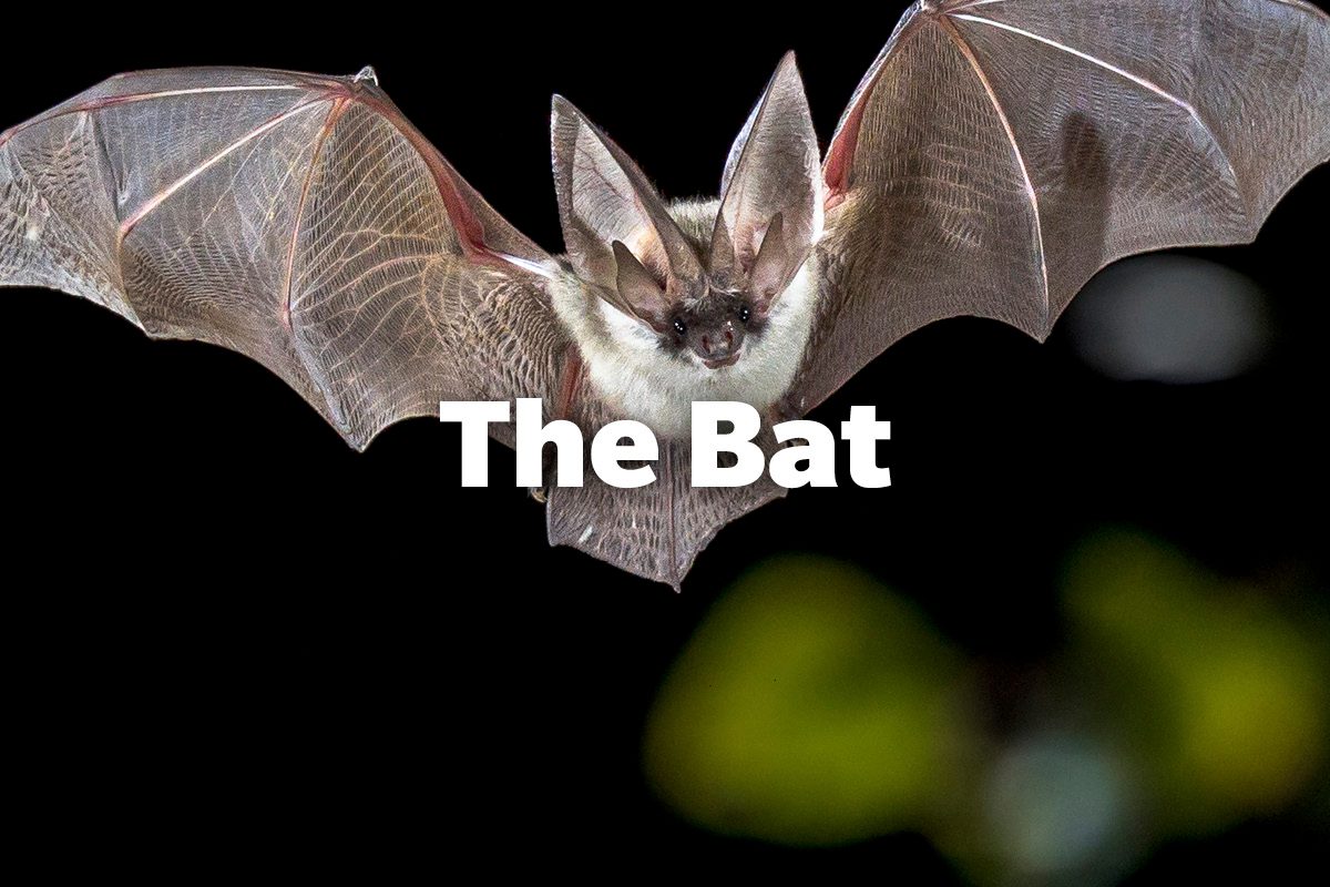 The bat