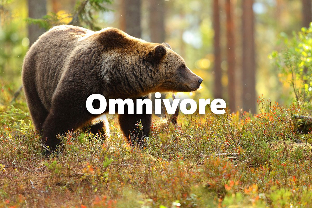 Omnivore
