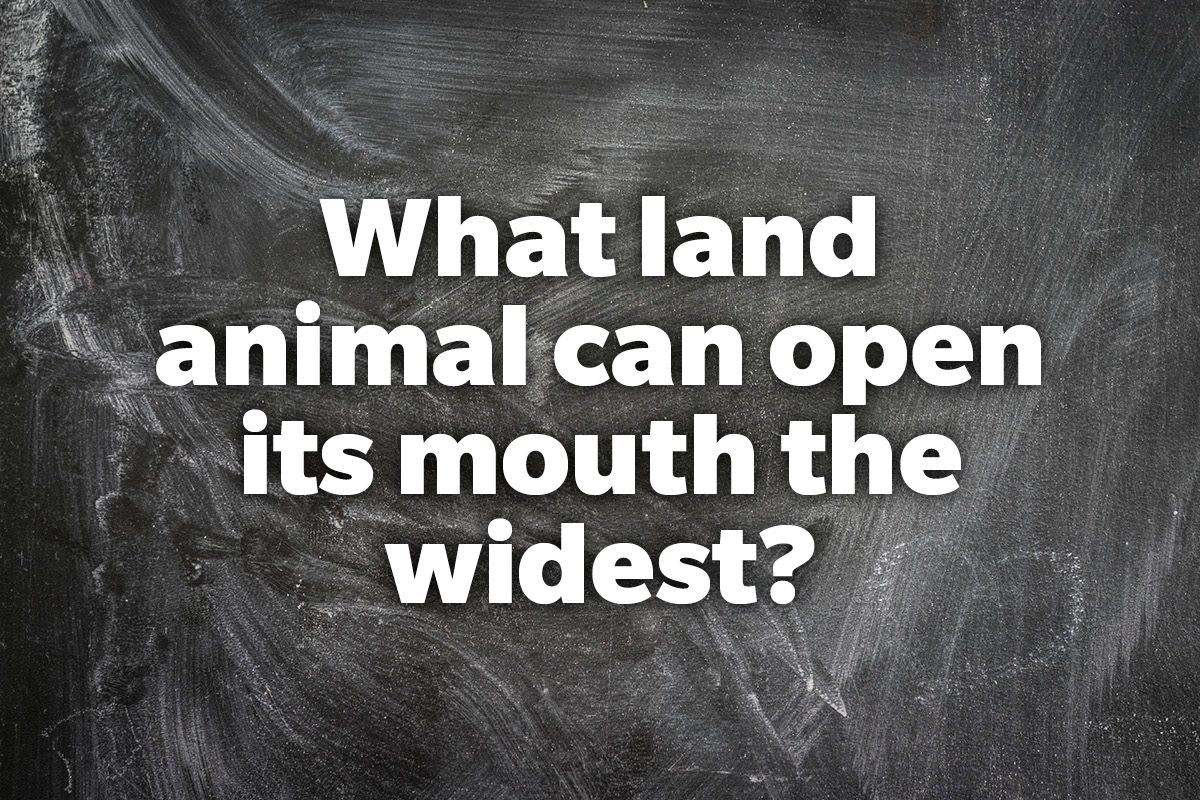 What land animal can open its mouth the widest?