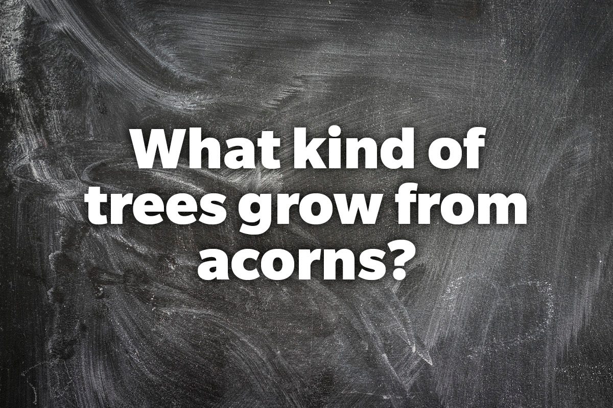 What kind of trees grow from acorns?