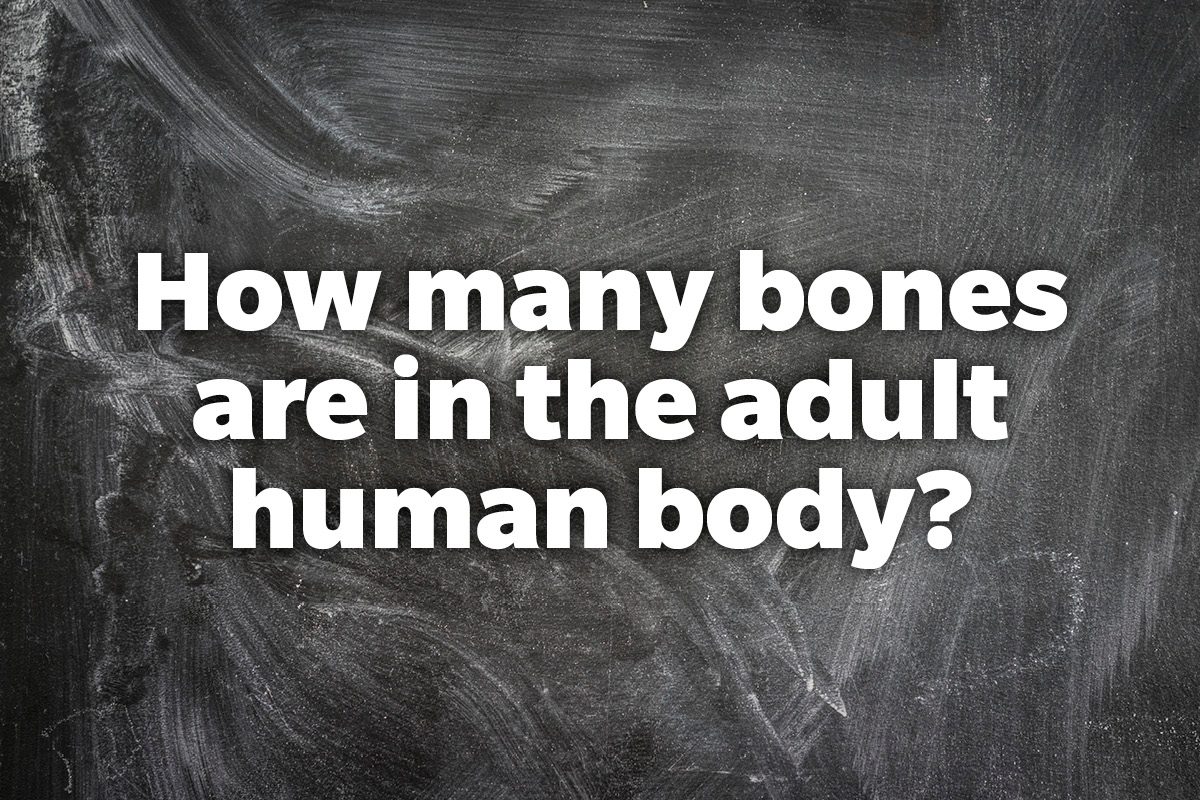 How many bones are in the adult human body?