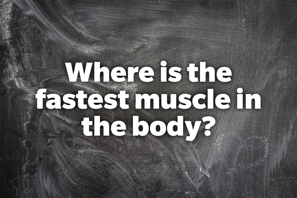 Where is the fastest muscle in the body?