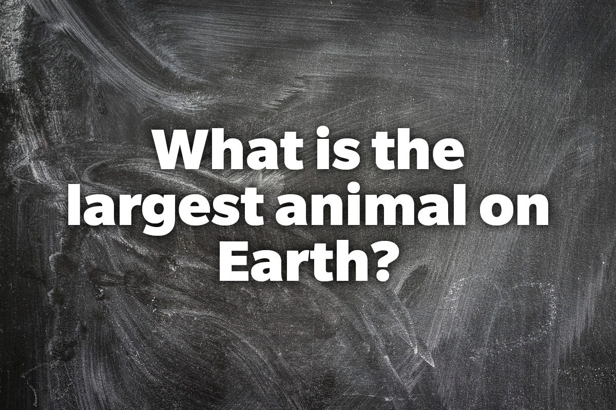 What is the largest animal on Earth?