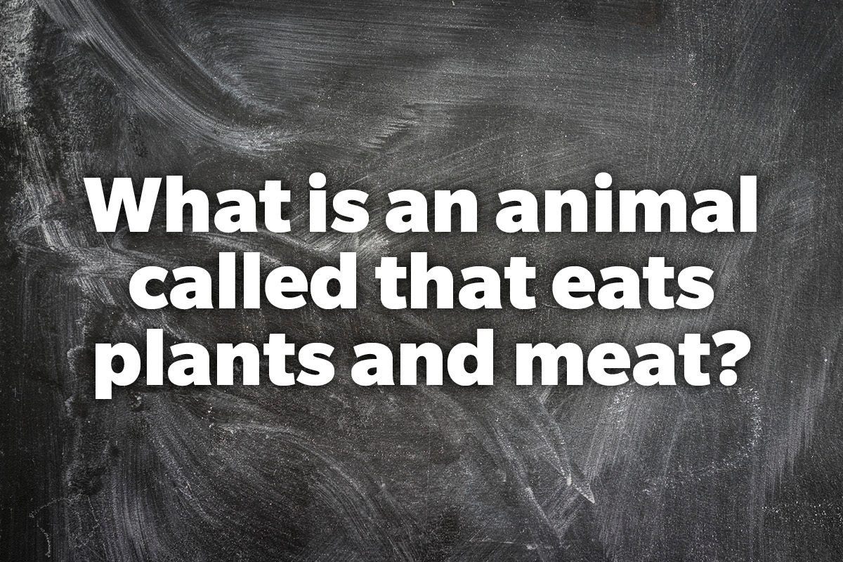 What is an animal called that eats plants and meat?