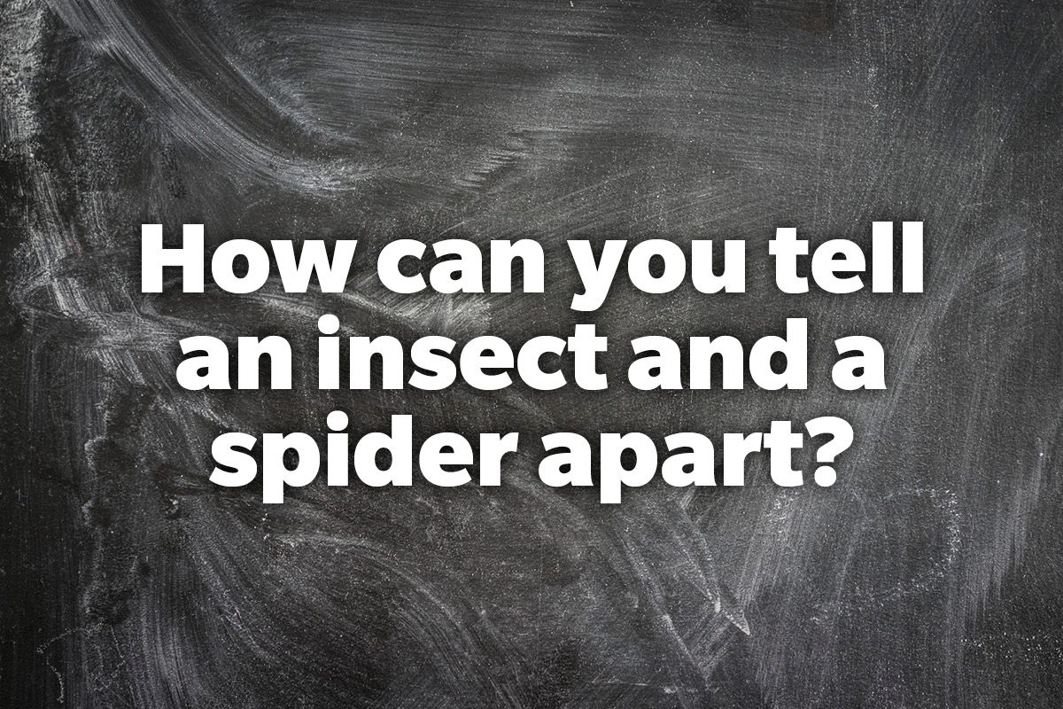 How can you tell an insect and a spider apart?