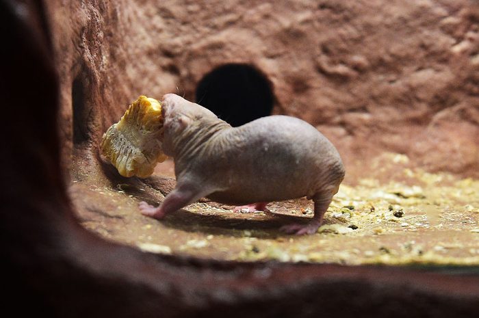 WASHINGTON, DC - JANUARY 29: A mole rat shows little interest i