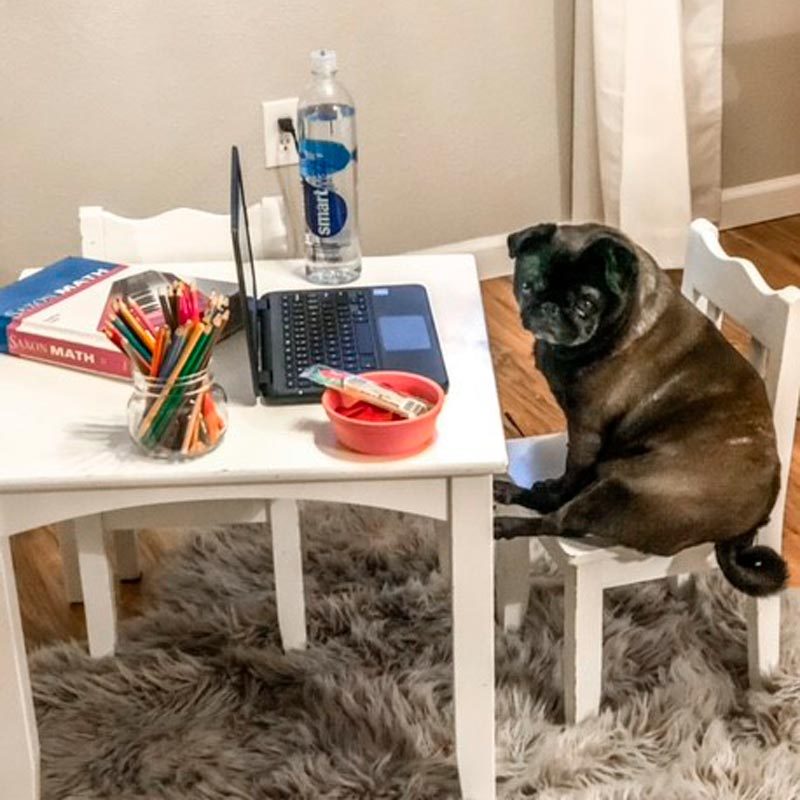 a small dog sits on a small chair at a small table with a laptop and other school supplies for a day of remote learning