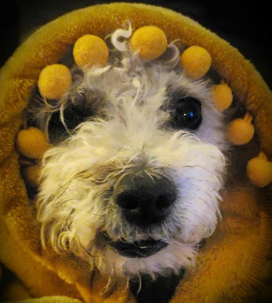 close up on a small dog wrapped in a blanket with his face sticking out