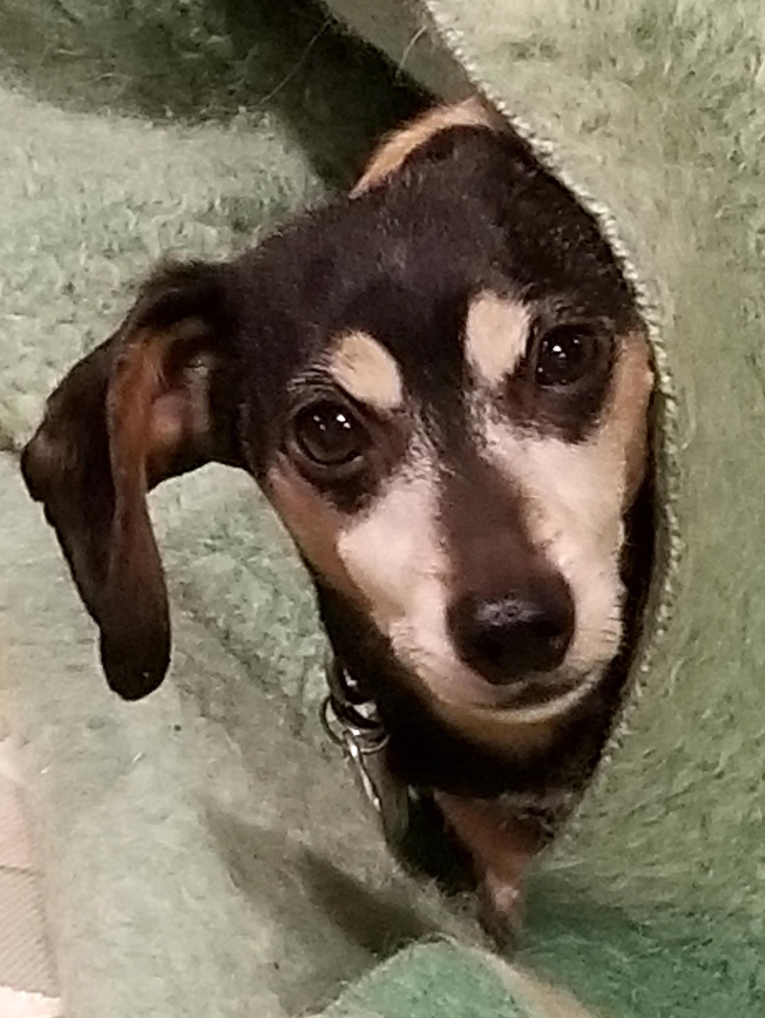 small dog peeking out from between the blankets