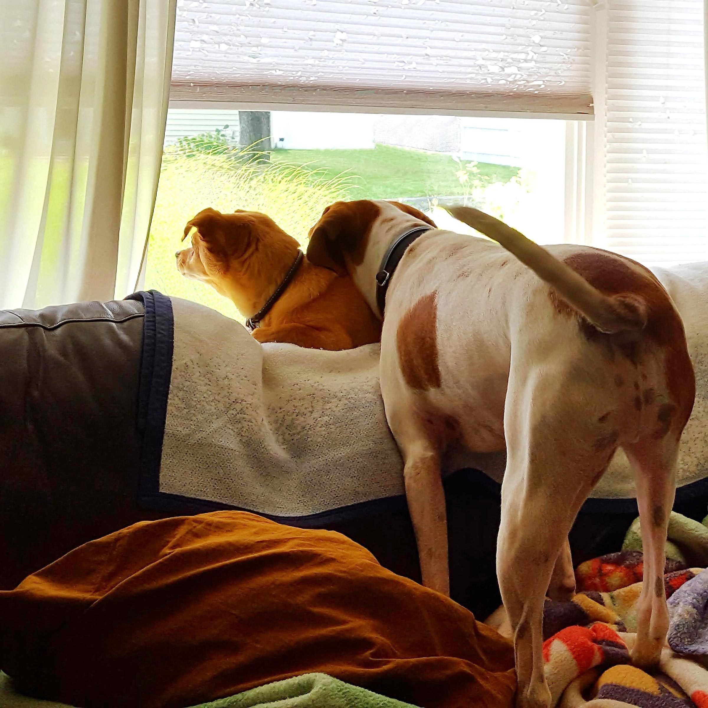 back view of two dogs sitting on the couch and looking out the window intently