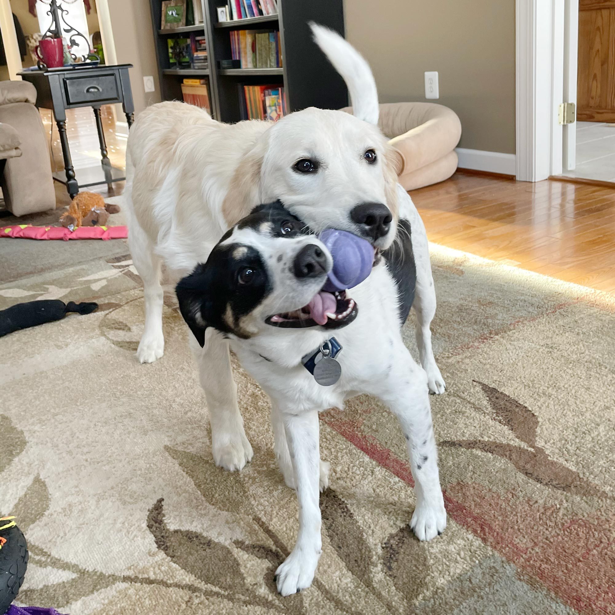 two dogs trying to hold on to the same ball