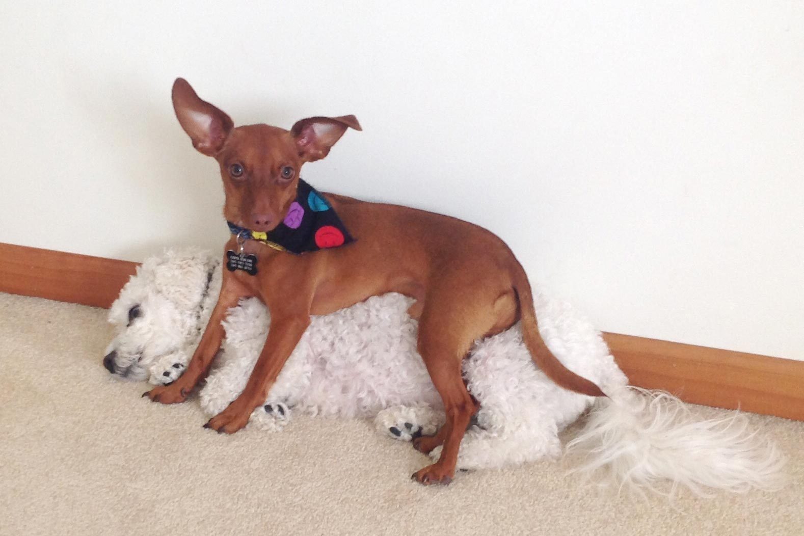 one dog looking at the camera while sitting on another dog