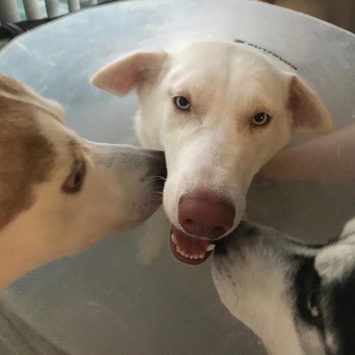 a dog wearing a cone with two other dogs sticking their noses in his face