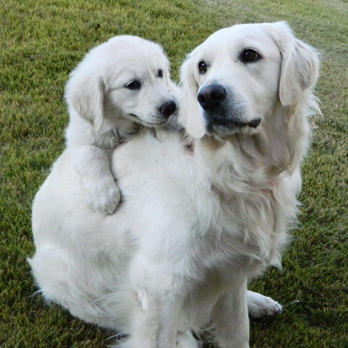 an older dog with a younger dog on his back; sitting in the grass