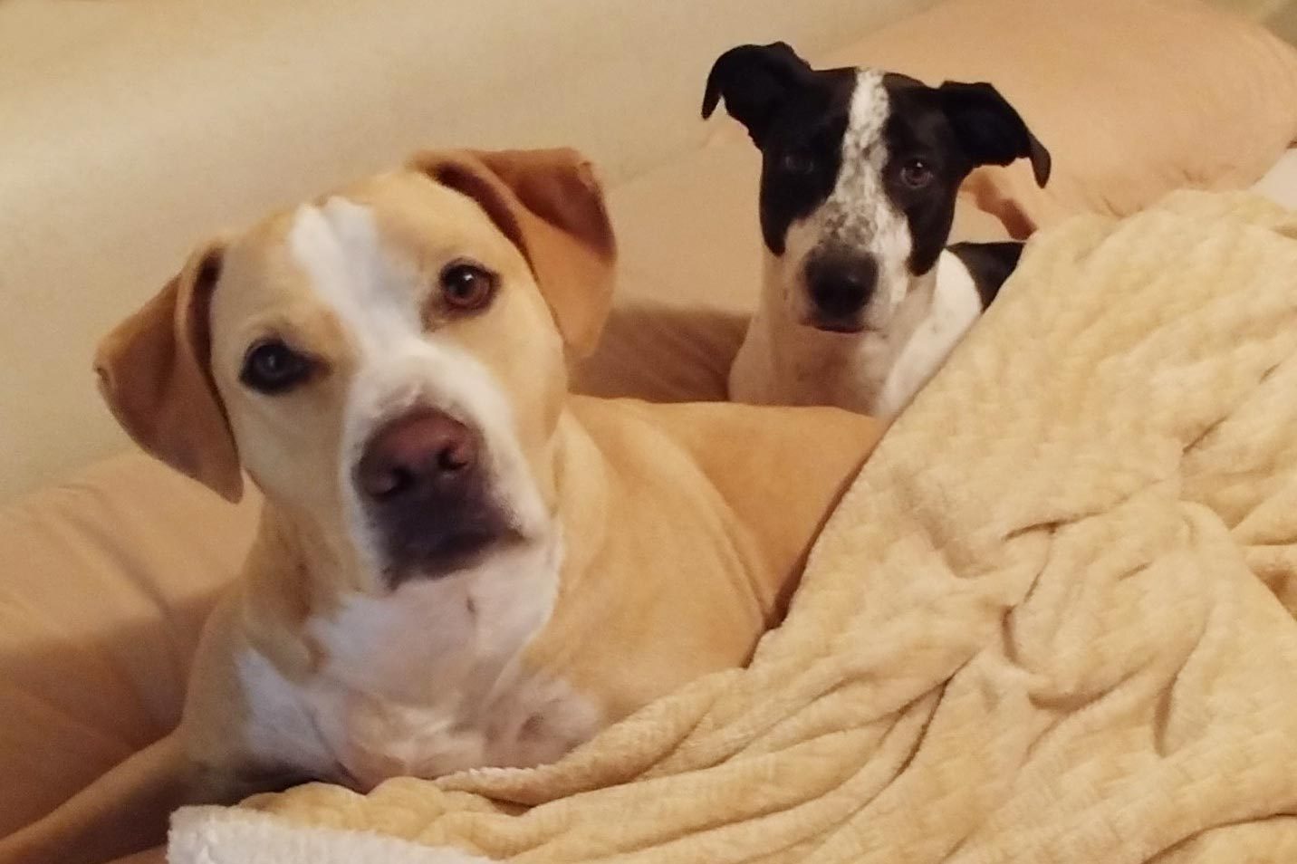 two dogs looking directly at the camera