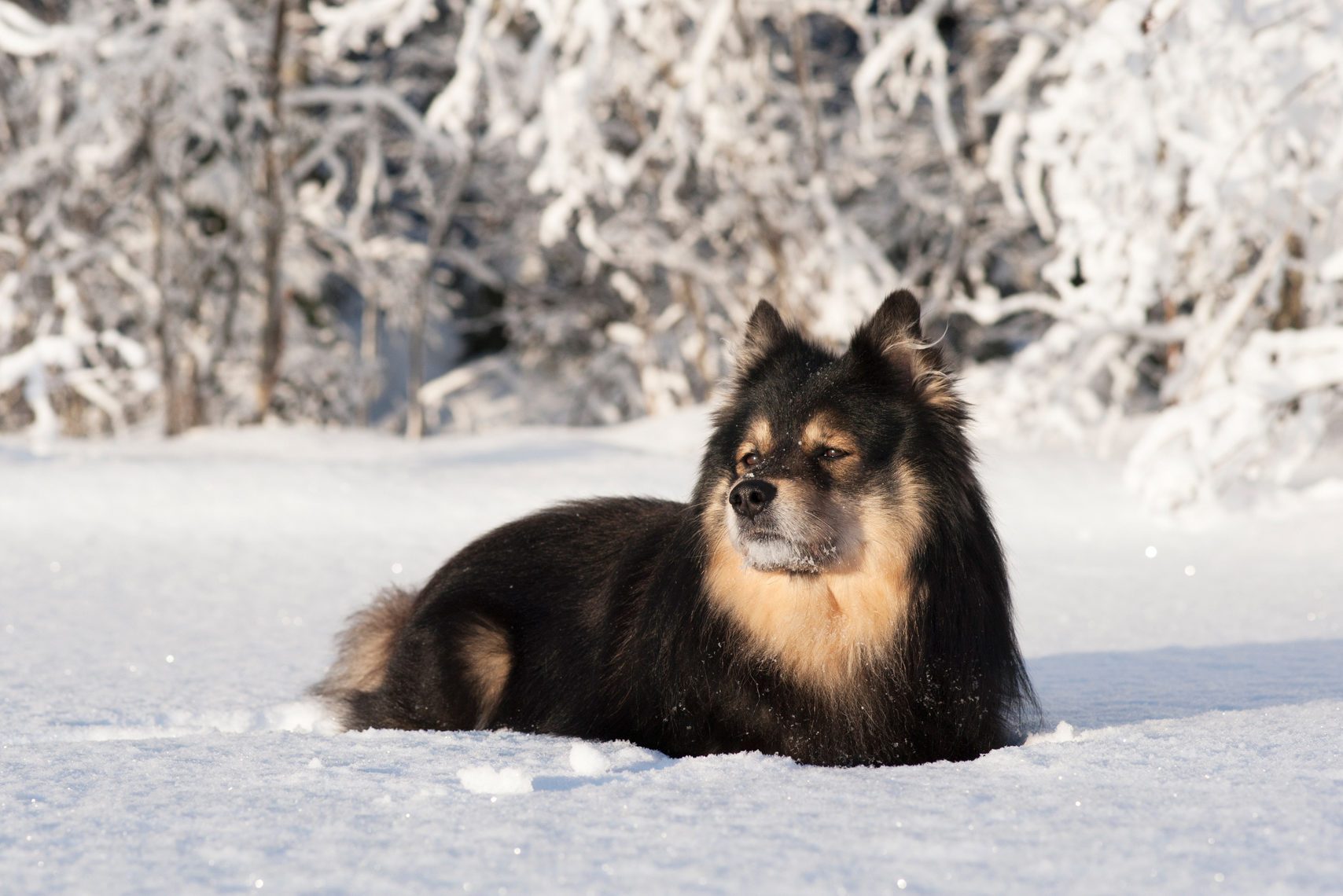 Finnish Lapphund dog in the snow