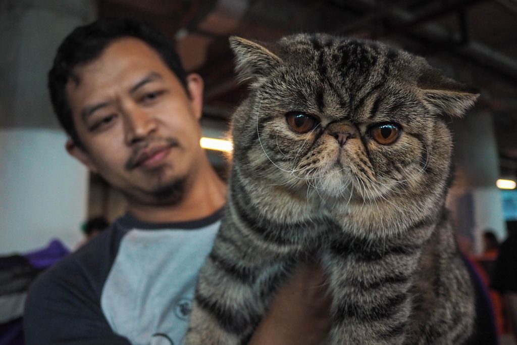 International cat show in Jakarta