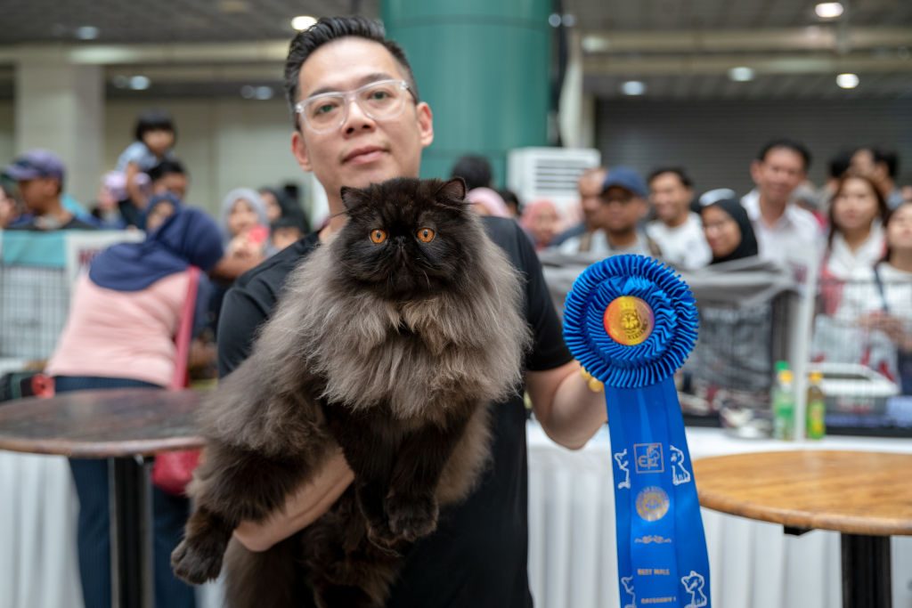 Ekspo Kucing-Cat Show In Kuala Lumpur, Malaysia