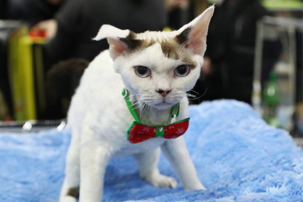 KoShariki-Show cat show in Moscow