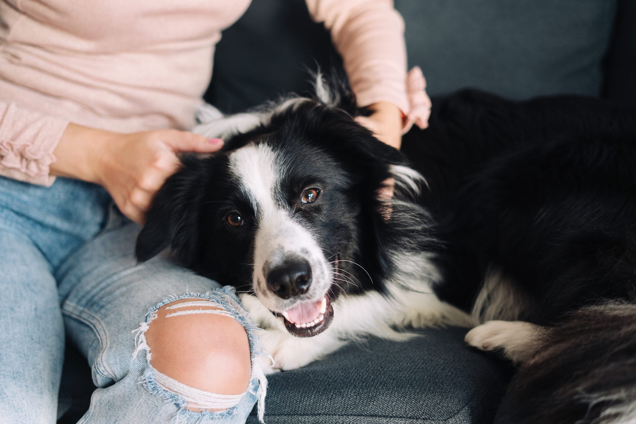 Are Dogs Ticklish?