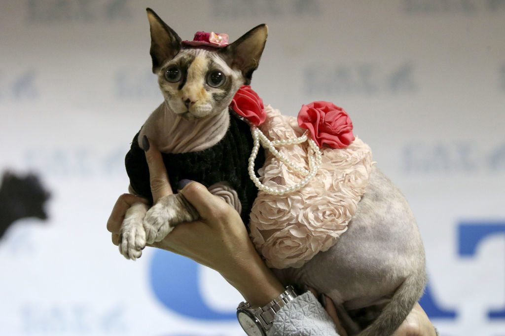 Cat show in Minsk, Belarus