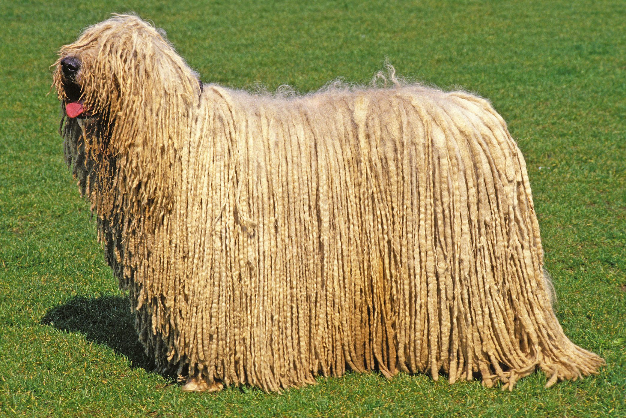 KOMONDOR DOG, ADULT ON GRASS