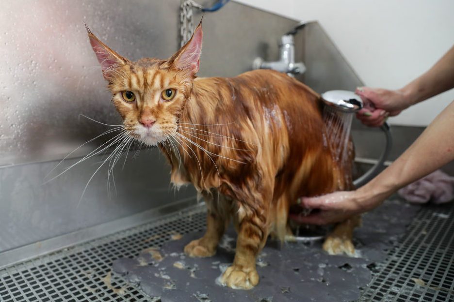 Cat grooming in Novosibirsk, Russia