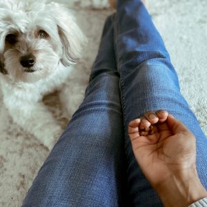 Dog Waits Beside Owner for CBD Treat