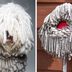 6 Dogs That Look Like Mops