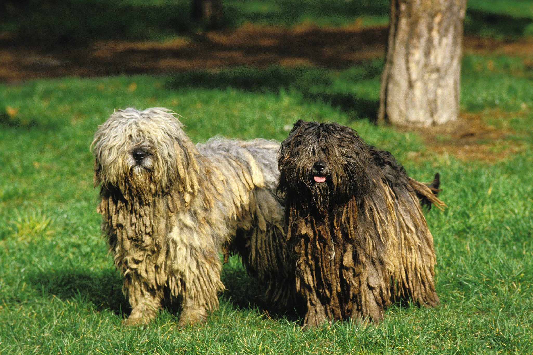 Bergamasco Sheepdog or Bergamese Shepherd 052955 Gerard LACZ Images