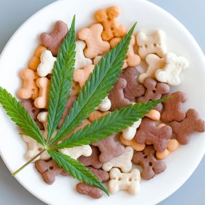 a cbd leaf over a dish full of dog treats