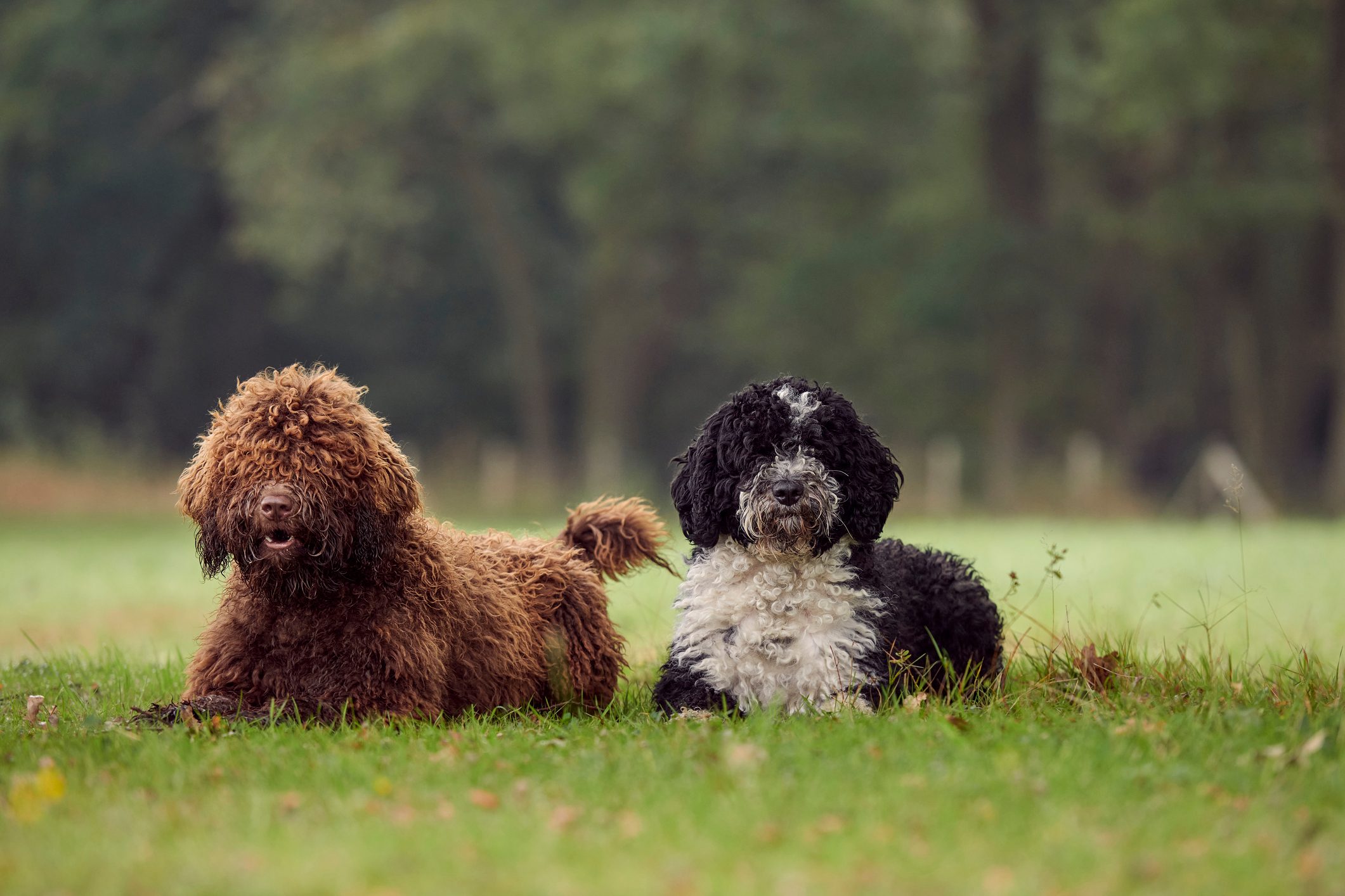 Spanish Water Dog