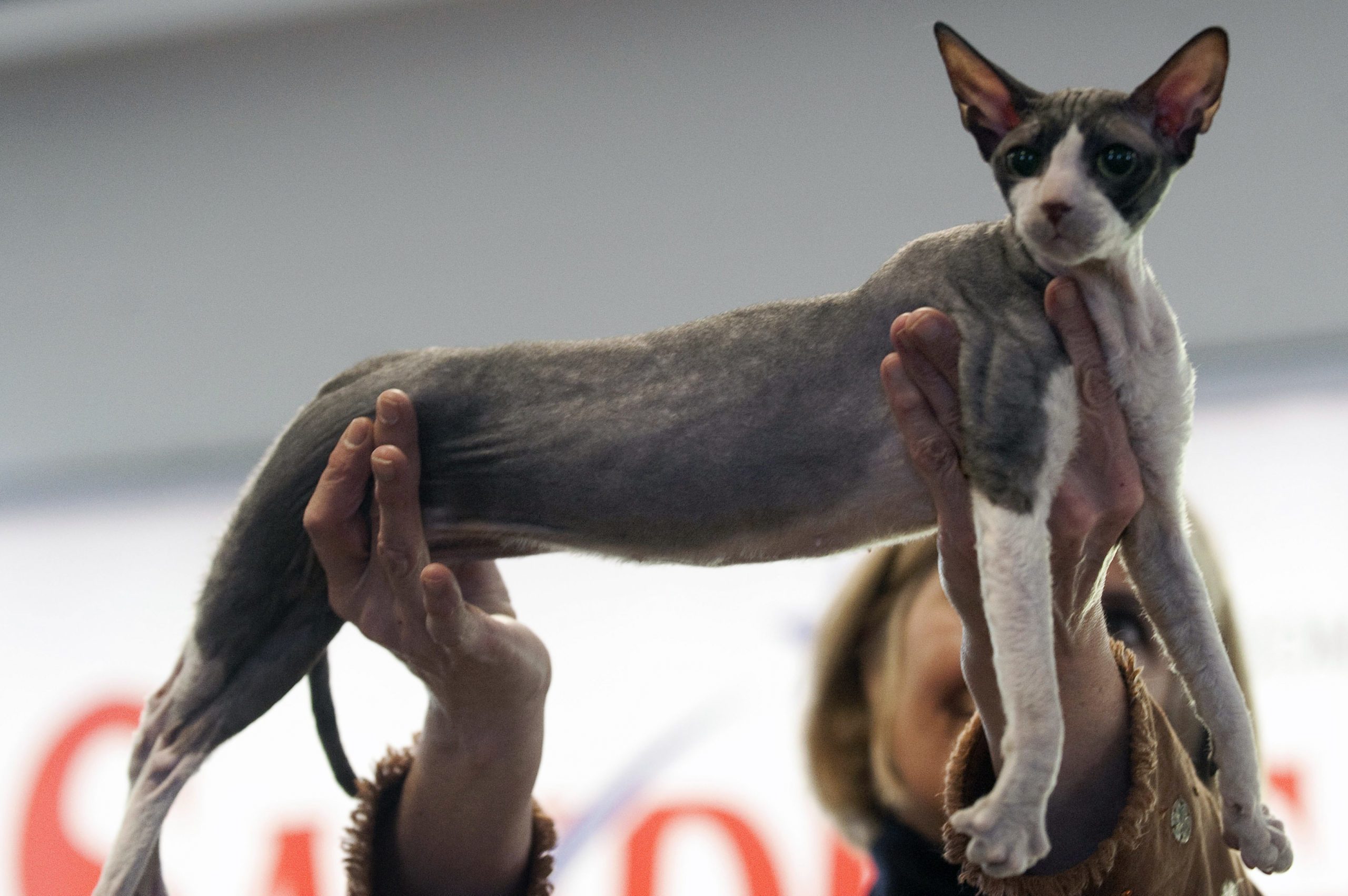 COLOMBIA-CATS-EXHIBITION